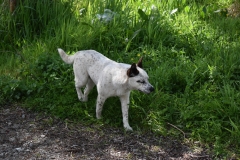 Limpieza-Humedal-Galdamez-24