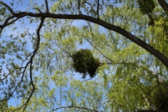 Limpieza-Humedal-Galdamez-29