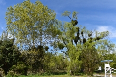 Limpieza-Humedal-Galdamez-33