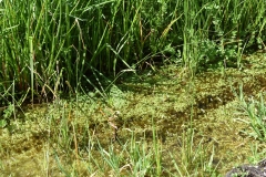 Limpieza-Humedal-Galdamez-37