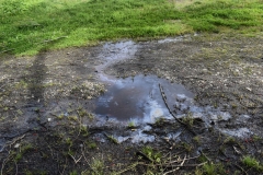 Limpieza-Humedal-Galdamez-52