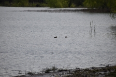 Limpieza-Humedal-Galdamez-54