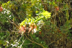 Parque Oncol - PIE 2018